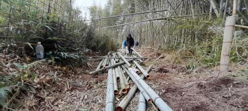 Récolte de bambous traçants locaux. une première découpe pour la longueur des sections.